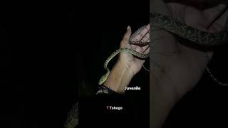 Download lagu Different variations of the Black-tailed tree boa |Trinidad&Tobago| #wildlife #snake #trinidad mp3