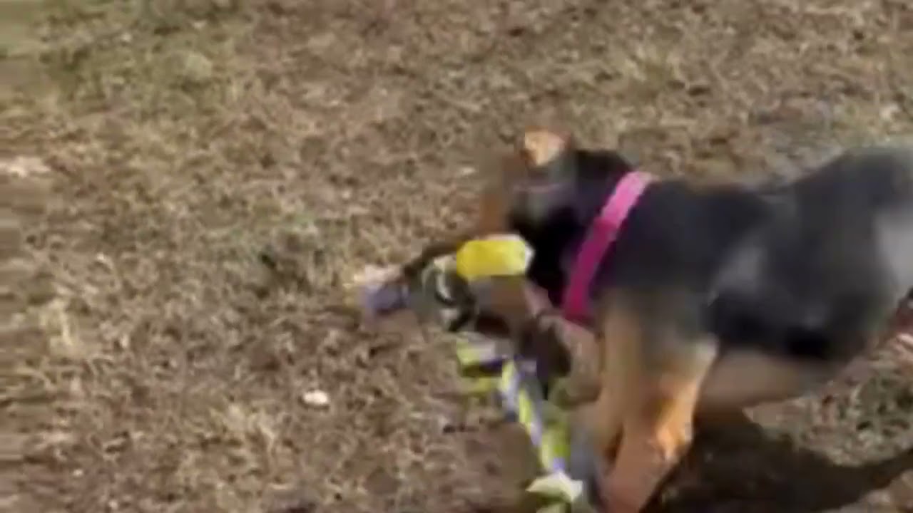 Snickers, a Adoptable Mixed Breed in Enfield, NH video 6/6