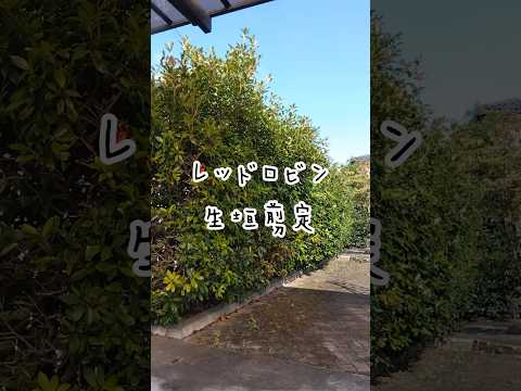 美しいフォティニア植物を育てる方法 完全な日当たりの良い低木場所