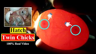 INCREDIBLE! WE HATCH OUR FIRST EVER TWIN CHICKS FROM DOUBLE YOLK EGGS | YOU CAN DO THIS