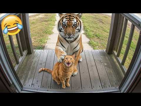 Cat Acting Tough Until You See Who’s Behind 😂🐯🐱