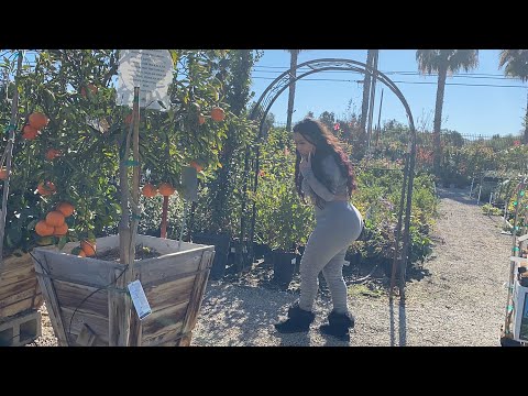 I Almost Lost My Eye - buying a tree for my  NEW HOUSE!!