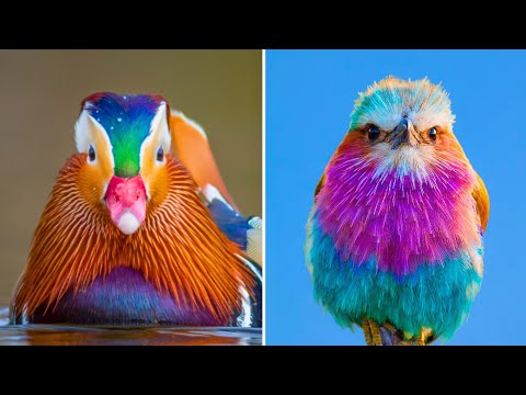 20 of the most beautiful colorful birds in the world!