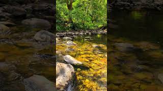 For everyone that needs a moment of relaxation in their feed 💚 #relaxingmusic #watersounds