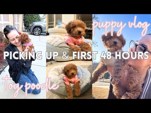 I GOT A PUPPY VLOG | Bringing a toy poodle home, Puppy haul, First vet visit & Tips, First 48 hours