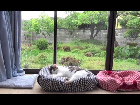 【癒しのちょっぴり雨降りな日ののら】A cat and a dog on a rainy day