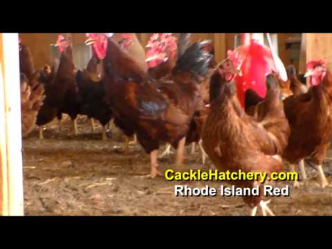 Rhode Island Red Chicken Breed (Breeder Flock) | Cackle Hatchery Video