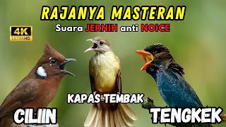 Download lagu Masteran Kombinasi Cililin-Kapas Tembak-Tengkek Buto SUARA JERNIH mp3