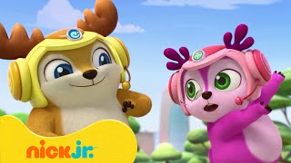 צוות צבי: קפיצות שפמנון | ניק ג'וניור