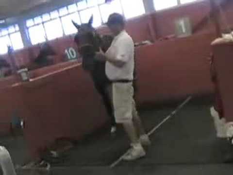 2008 Hambletonian--Paddock Scenes