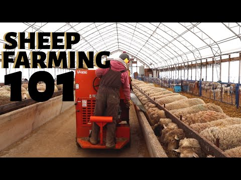 SHEEP FARMING 101 (FEEDING TIME & MORE!): Vlog 227