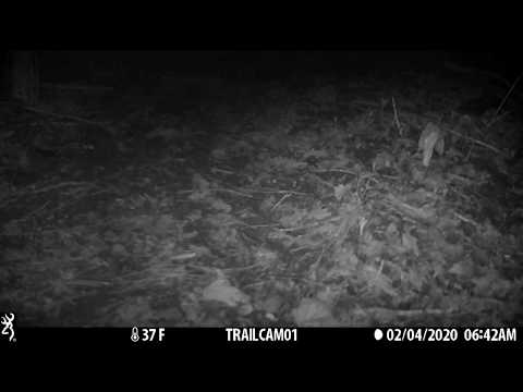 Badger 'chatter' sounds