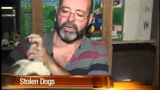 Stolen dogs sold on Craigslist