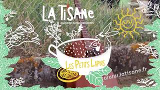 COMMENT DEMARRER LA JOURNEE AVEC LE SOURIRE ? les petits lapins (clip du groupe La Tisane )
