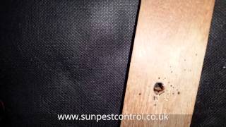 Bed Bugs,Wandsworth,London SUN PEST CONTROL
