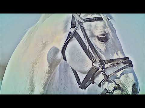 Šest bílých koní - Greenhorns (Zelenáči) and Michal Tučný