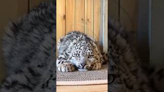 Download lagu “Timid Snow Leopard.”#shorts #animals #cute #snowleopards mp3