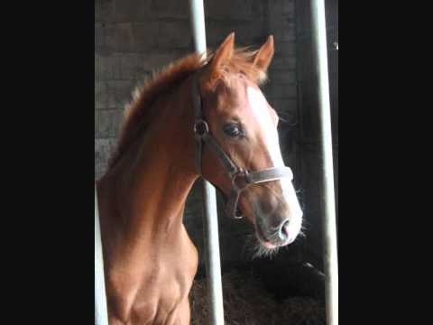 Ibisco Fohlen x Cascavelle x Waldenser