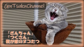 【愛猫】めんこい(かわいい)ねこのいる生活♪いつも癒してくれる家族 「ぎんちゃん」と「つくさん」の紹介です。