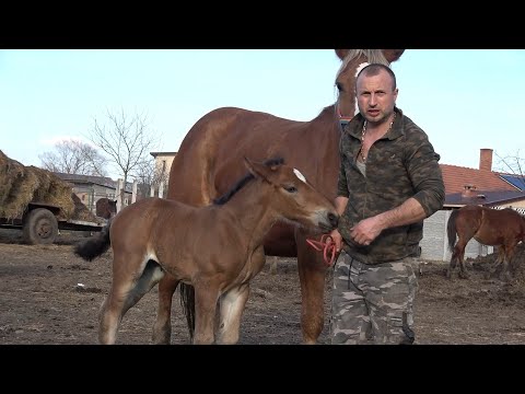 Caii lui Adi de la Tampa, Hunedoara - 2024 Nou!!!