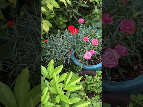 スローガーデニング、ケサコ？ 2023年、穏やかに楽しくガーデニングをするための「スローガーデニング」5原則  庭園