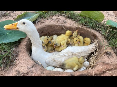 Amazing Pekin Duckling Hatching From Eggs - New Yellow Duck Born