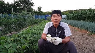 봄에 심은 강낭콩 재배방법과 병해충 방제