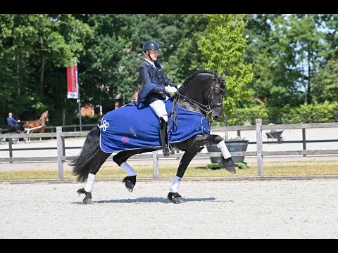 Stal Okkema's Yeske - Michiel x Beart - Approved Stallion by BP studbook - 2015 - 1.68m