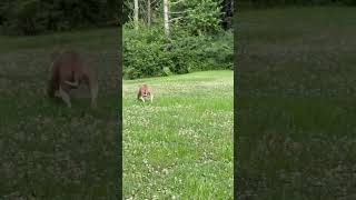 Video preview image #1 American Pit Bull Terrier-Unknown Mix Puppy For Sale in Germantown, OH, USA