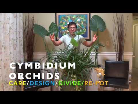 CYMBIDIUM ORCHIDS - CARE/DESIGN/DIVIDE/RE-POT