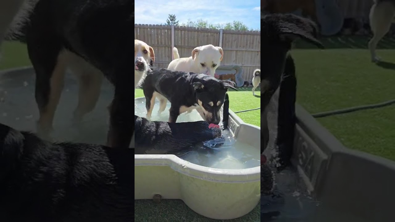 Aubrey, a ADOPTABLE mixed breed in Aurora, IL video 6/6