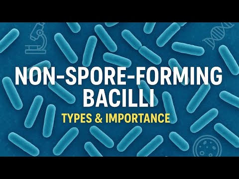 Non-Spore-Forming Bacilli Explained | Types, Examples, and Clinical Importance
