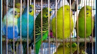 My little aviary 'BUDGIE WHISPERER'