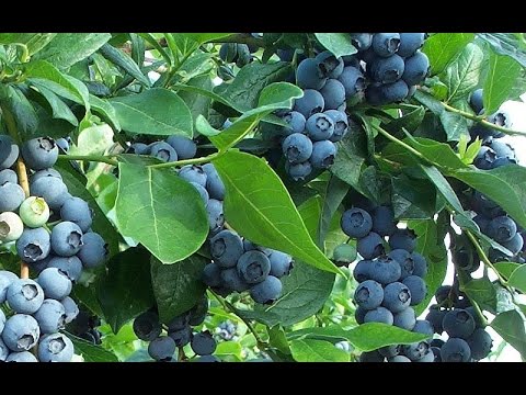 How to Grow Blueberry Plants with Store-Bought Fruits