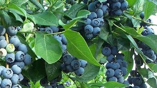How to Get FREE Blueberry Plants from Store Bought Blueberries!
