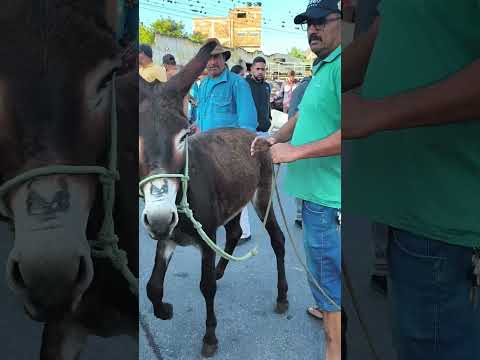 VOCE ENCONTRA NA FEIRA DE ANIMAIS DE UMBUZEIRO PARAÍBA 05/9/26