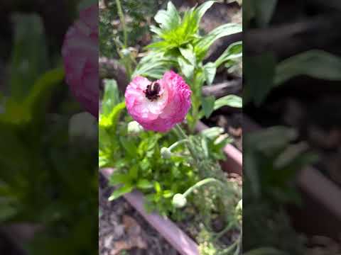 水キンポウゲ 植物