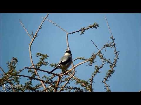 Southern Grey Shrike - Lanius meridionalis -  חנקן גדול
