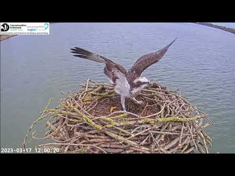 Look who’s back on Rutland Osprey nest! No, not Maya, but Blue25 returning with Blue33 17 Mar 2023