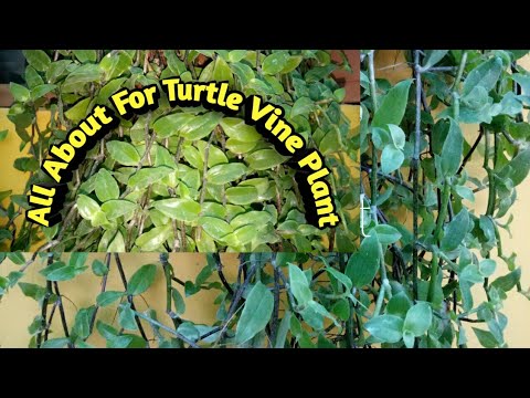 Easy To Grow Turtle Vine Plant II Turtle Vine Grow Karne Ka Asaan Tarika Jo Nursery Wale Nhi Batate