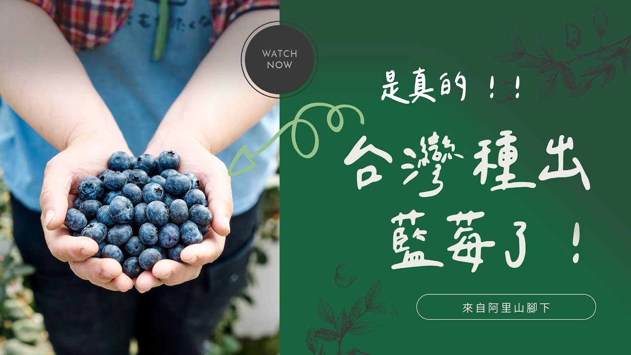 在地比進口更新鮮!台灣藍莓栽種成功 友善環境.產地直送搶市