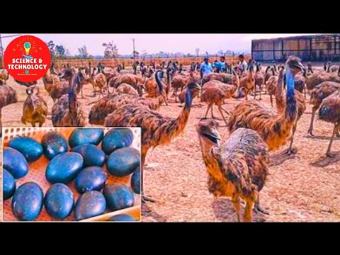 , title : 'AMAZING EMU FARMING, EMU FARMING INDUSTRY IN AUSTRALIA AND INDIA, POULTRY MEAT AND EGGS PRODUCTION'
