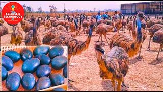 AMAZING EMU FARMING, EMU FARMING INDUSTRY IN AUSTRALIA AND INDIA, POULTRY MEAT AND EGGS PRODUCTION