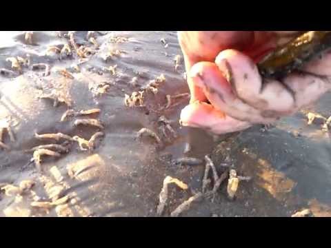 Gathering Razor Clams on Colwyn Bay Beach