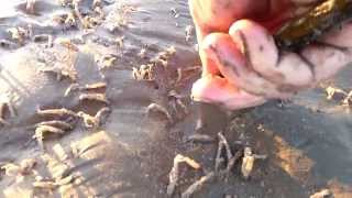 preview picture of video 'Gathering Razor Clams on Colwyn Bay Beach'