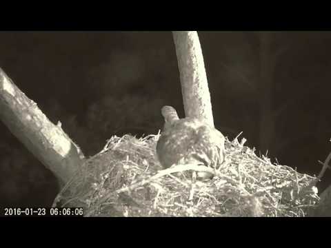 Great Horned Owl Arrives In A Gale