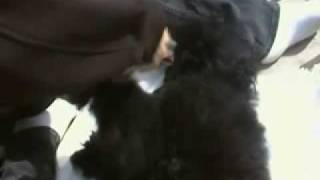 Poodle Grooming Front Leg