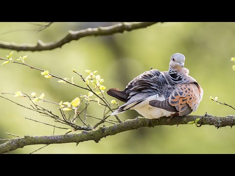 Saving European Turtle Doves in North Yorkshire. The full story.