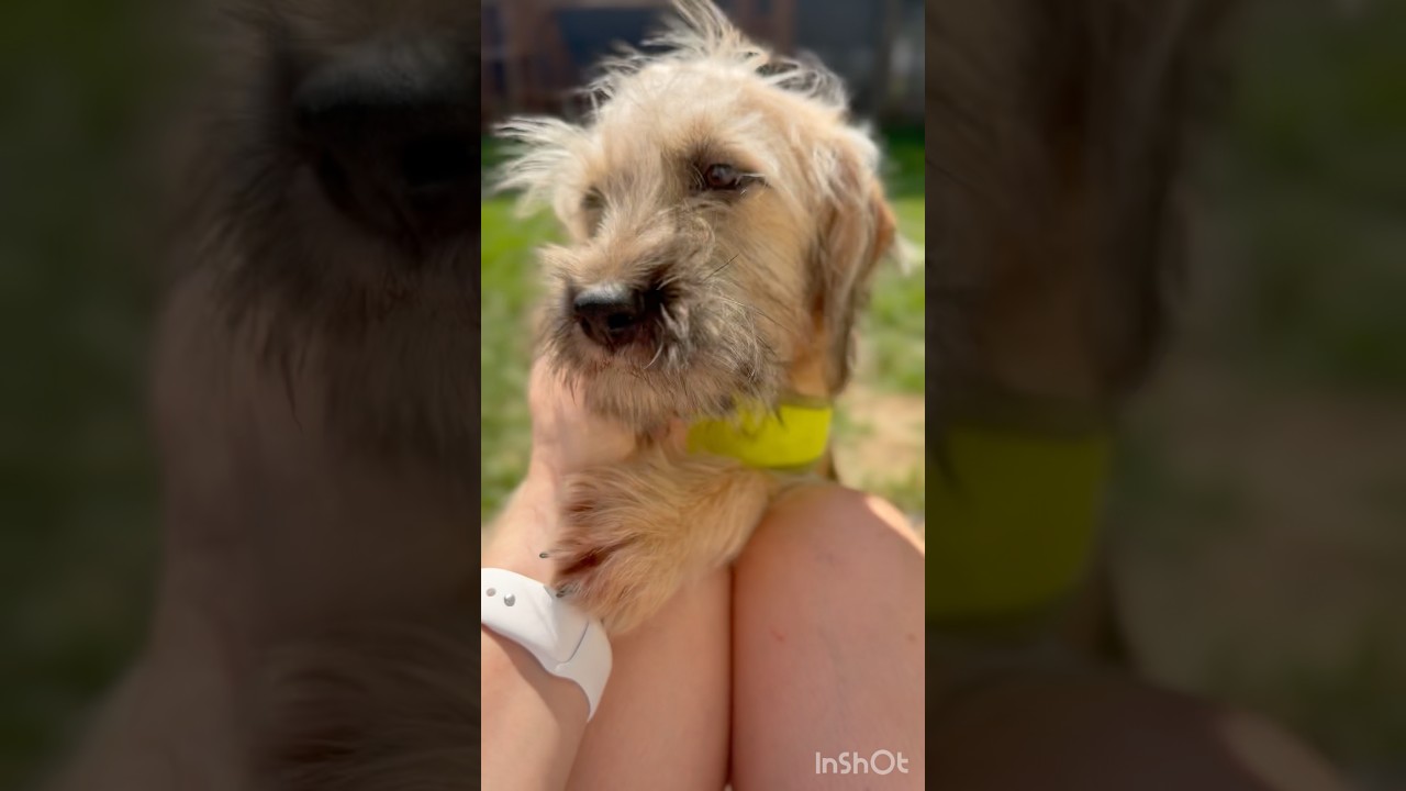 Fargo, a Adoptable mixed breed in Millsboro, DE video 4/6