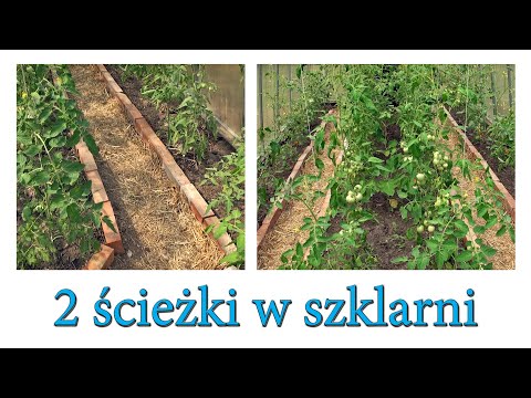 Dwie ścieżki w szklarni - jak się sprawdzają? - Ogrodowe pierdamony 111
